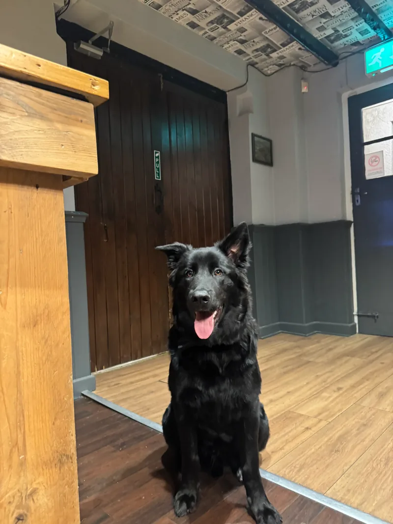 Loki, the pub dog, sitting by the bar